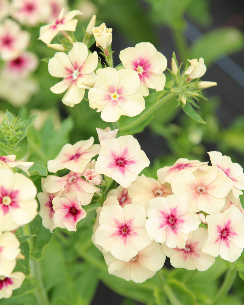 Bluehende Pflanze Sommerphlox - Phlox drummondii  'Cherry Caramel' aus der Gartenzauber-Saatgutserie