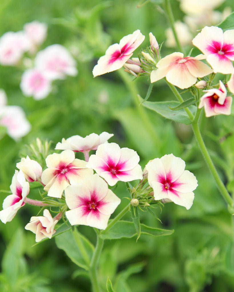 Bluehende Pflanze Sommerphlox - Phlox drummondii  'Cherry Caramel' aus der Gartenzauber-Saatgutserie