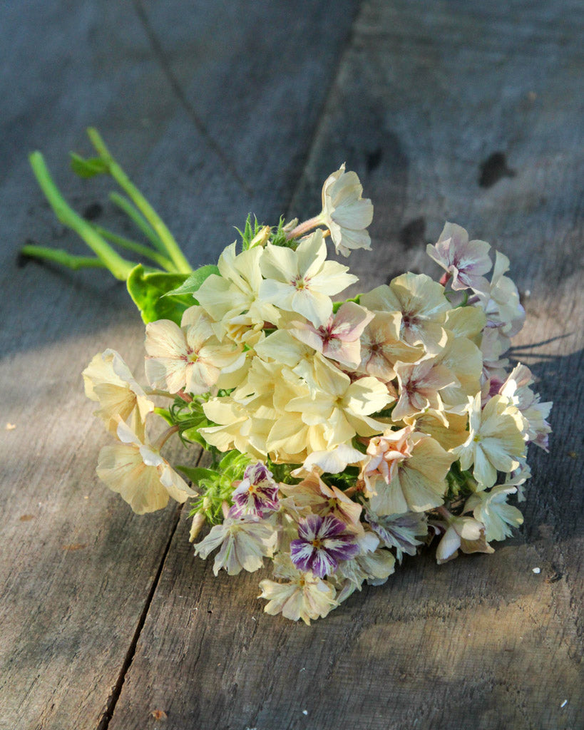 Cremige bis hellorangefarbene Blüten des Sommerphlox ‚Creme Brûlée‘ mit feiner Sternform.