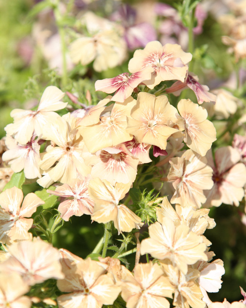 Sommerphlox - Phlox drummondii  'Creme Brûlée' aus der Gartenzauber-Saatgutserie