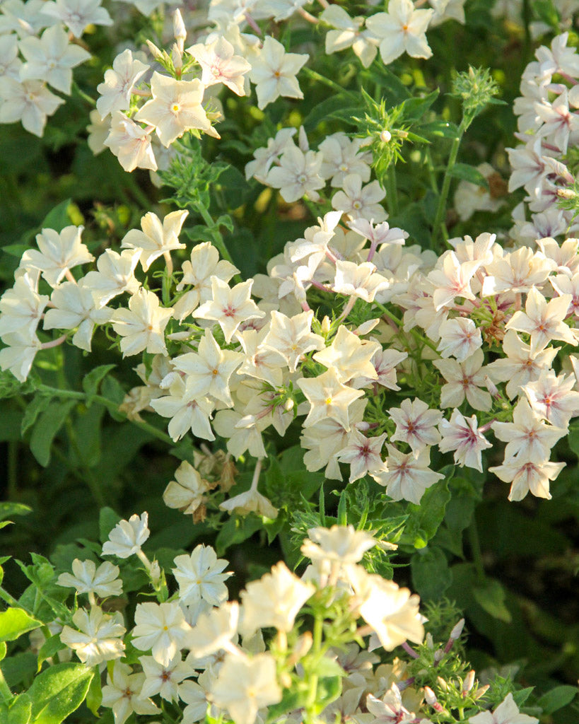 Sommerphlox - Phlox drummondii  'Creme Brûlée' aus der Gartenzauber-Saatgutserie