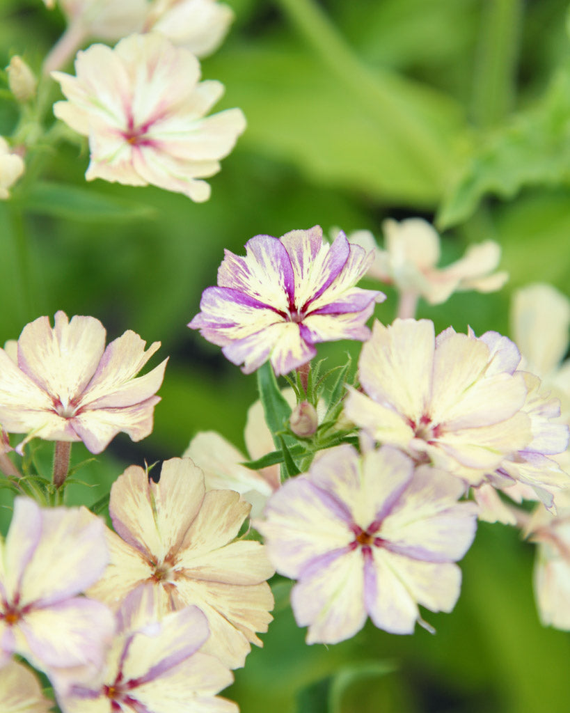 Sommerphlox - Phlox drummondii  'Creme Brûlée' aus der Gartenzauber-Saatgutserie