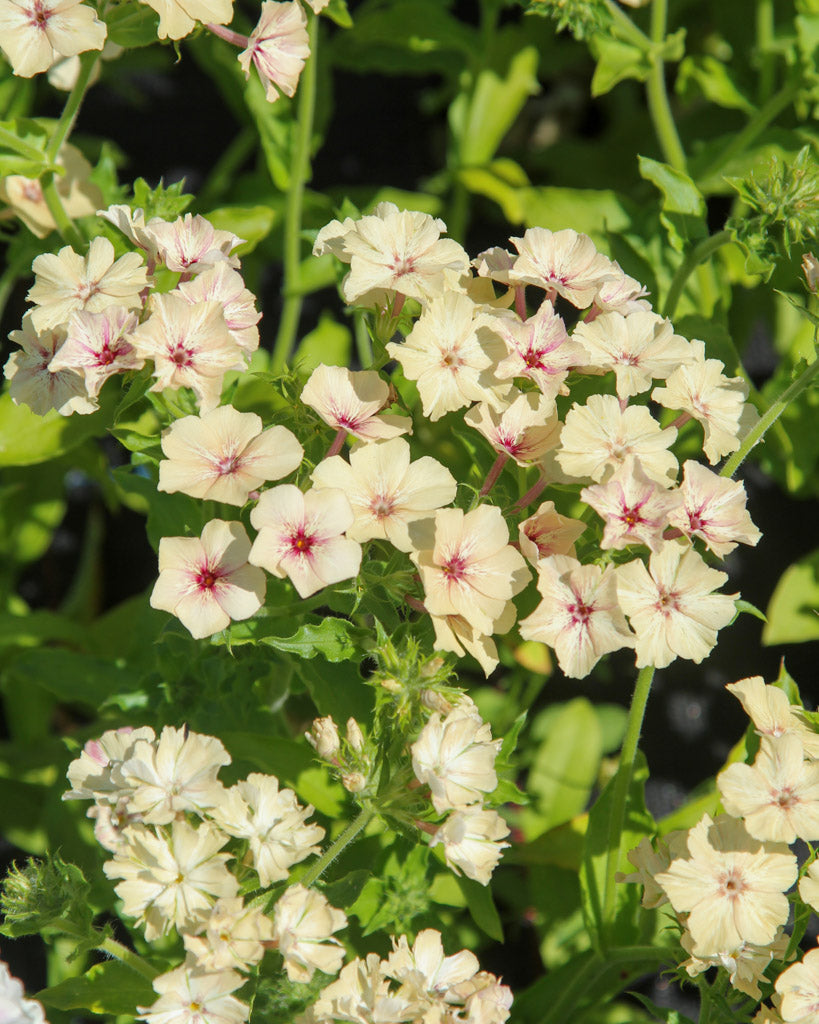 Sommerphlox - Phlox drummondii  'Creme Brûlée' aus der Gartenzauber-Saatgutserie
