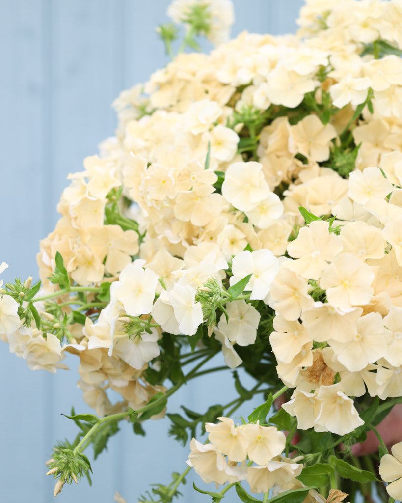 Bluehende Pflanze Sommerphlox 'Isabellina' Phlox drummondii aus der Gartenzauber-Saatgutserie