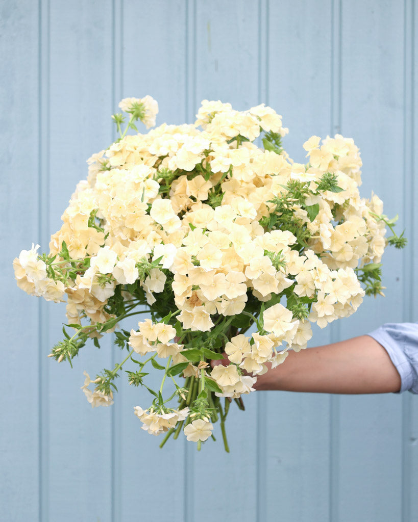 Bluehende Pflanze Sommerphlox 'Isabellina' Phlox drummondii aus der Gartenzauber-Saatgutserie