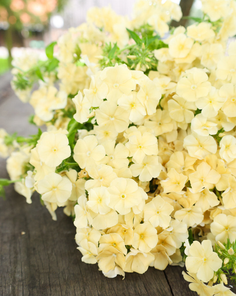 Sommerphlox · 'Isabellina' · Phlox drummondii · Saatgut von Gartenzauber