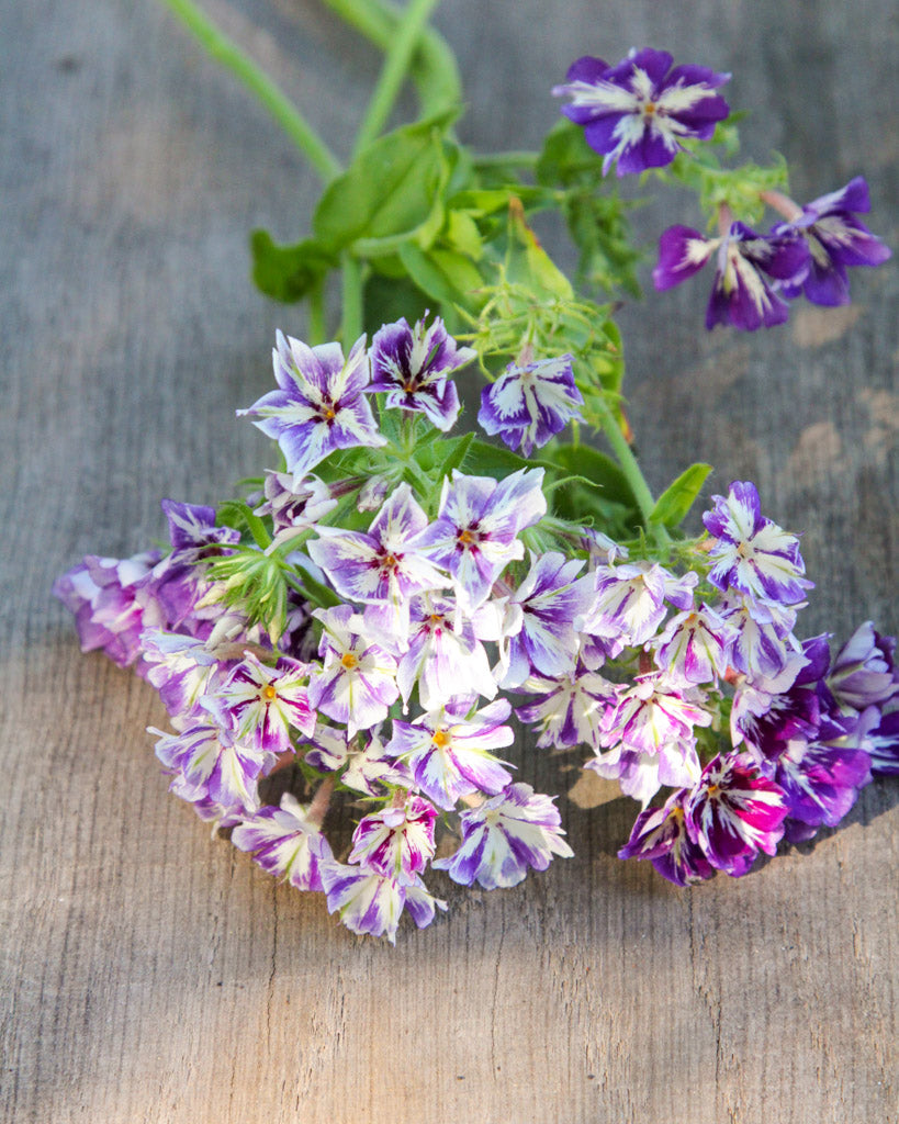 Sommerphlox · 'Sugar Stars' · Phlox drummondii · Saatgut von Gartenzauber