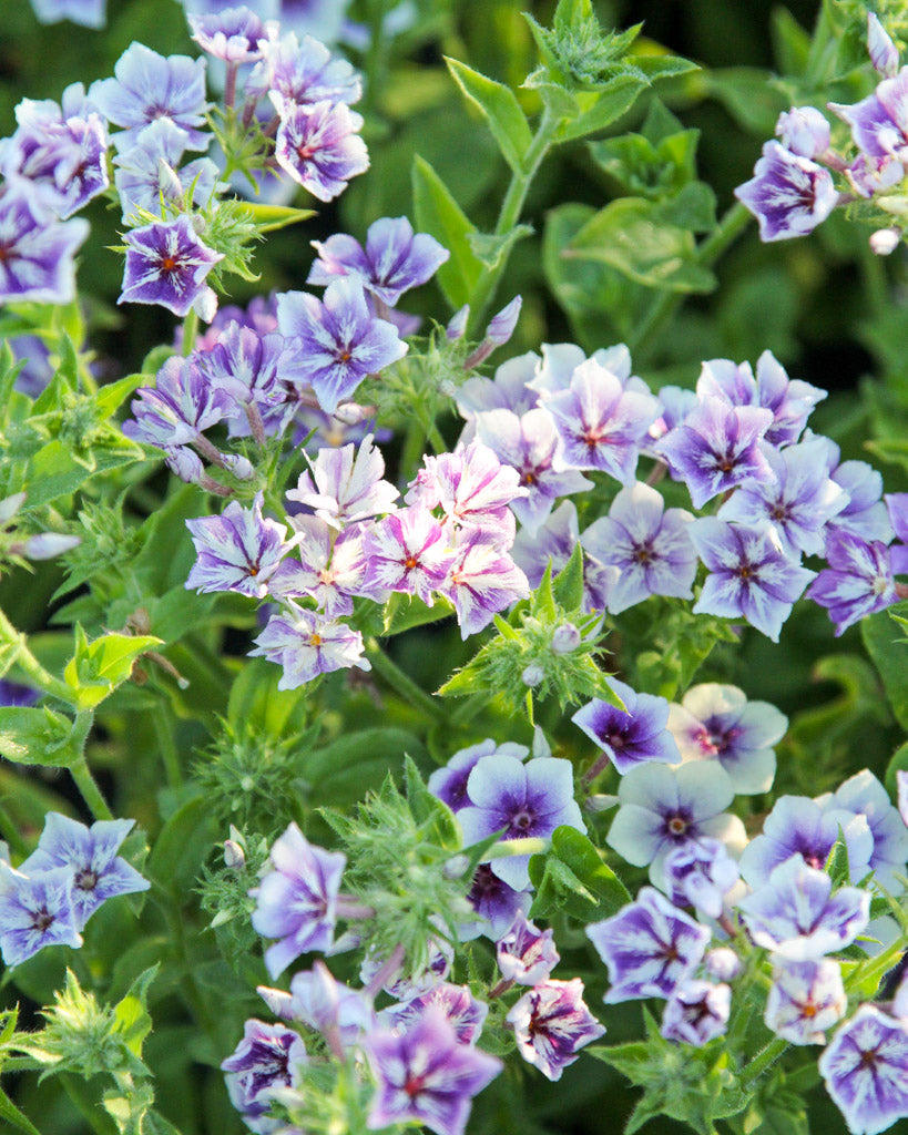 Sommerphlox · 'Sugar Stars' · Phlox drummondii · Saatgut von Gartenzauber
