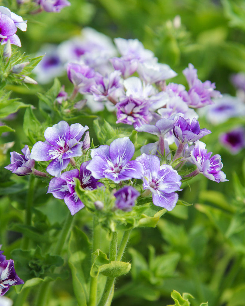 Sommerphlox · 'Sugar Stars' · Phlox drummondii · Saatgut von Gartenzauber