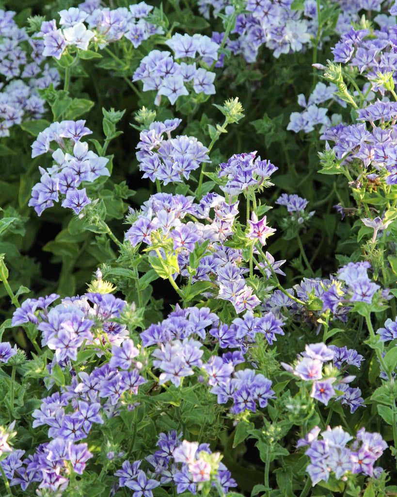 Sommerphlox · 'Sugar Stars' · Phlox drummondii · Saatgut von Gartenzauber