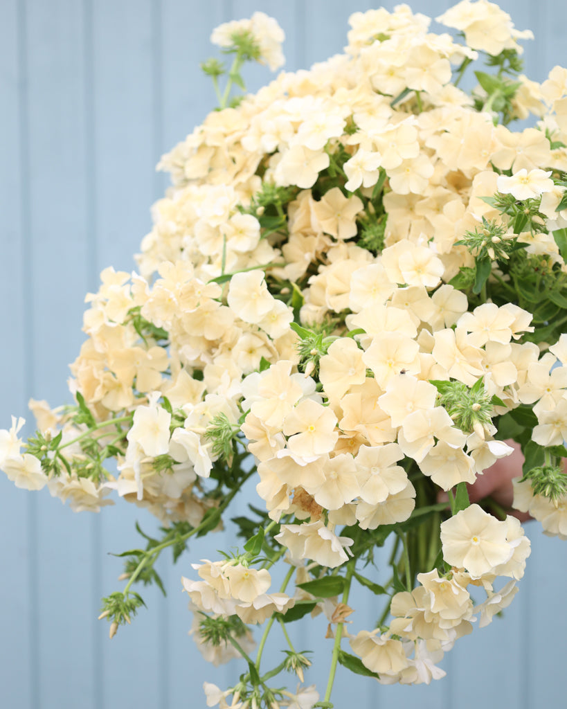 Zart cremefarbene Blüten des Sommerphlox ‚Isabellina‘ mit feiner, sternförmiger Zeichnung.