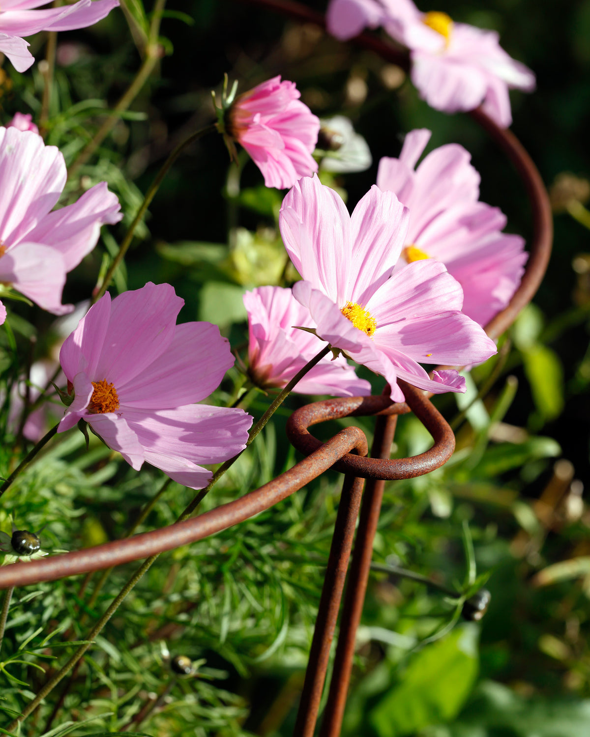 Staudenstütze aus rostigem Metall von Eldgarden – stabile Pflanzenstütze im Garten