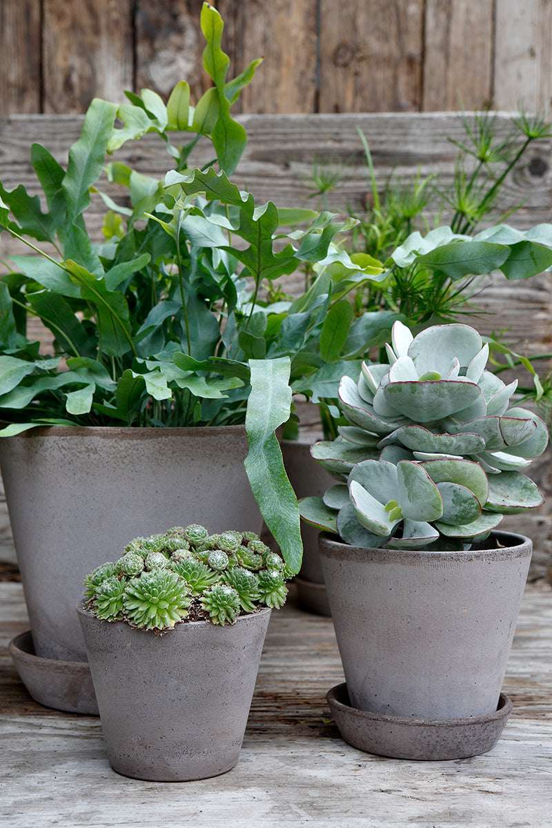 Bergs Potter Tontopf Julie Grau Ø 21 cm – handgefertigte Töpfe mit Pflanzenarrangements