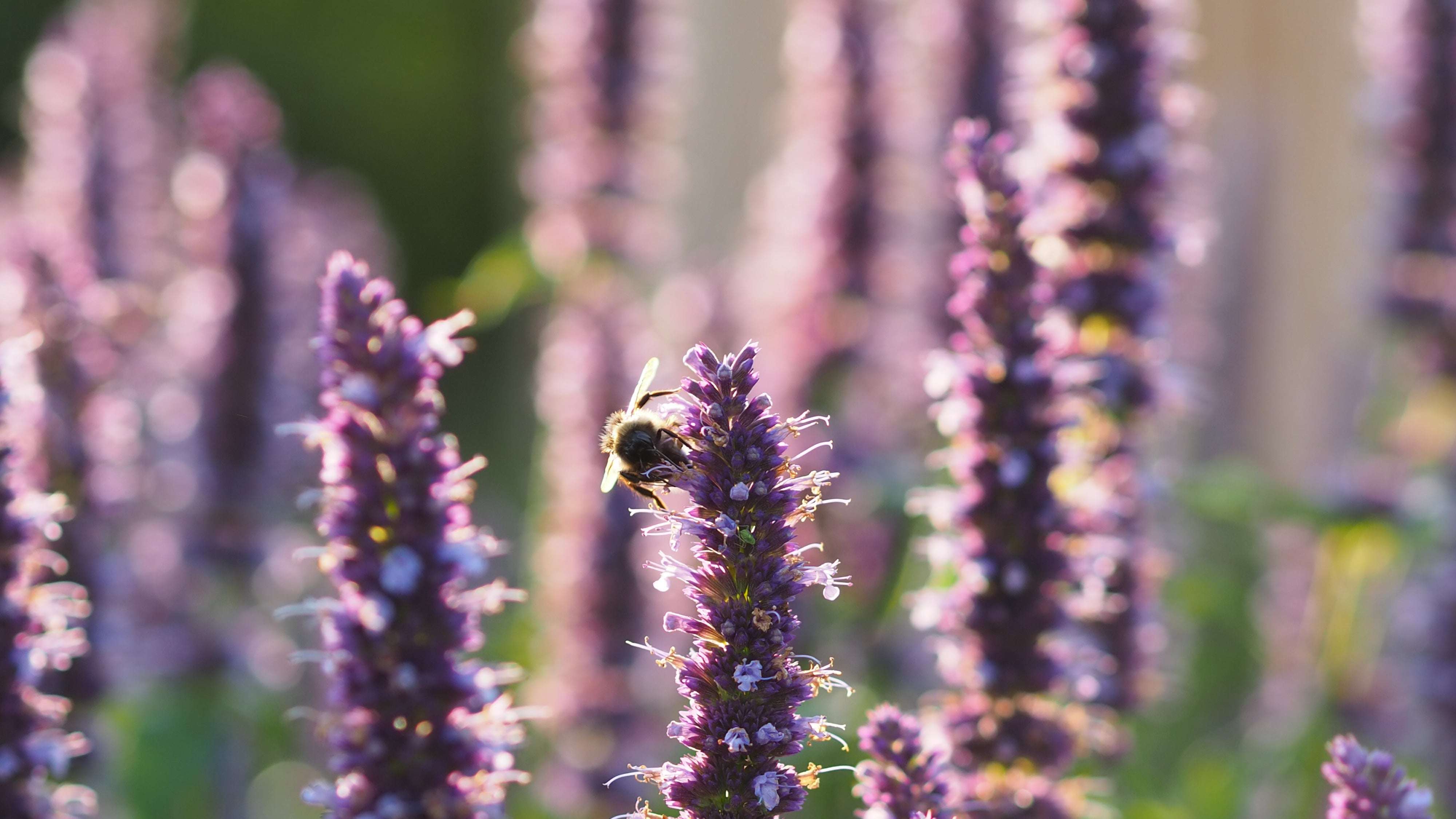 Eine Biene sammelt Nektar auf einer leuchtend violetten Lavendelblüte, umgeben von unscharfen Lavendelblüten im weichen, natürlichen Sonnenlicht.