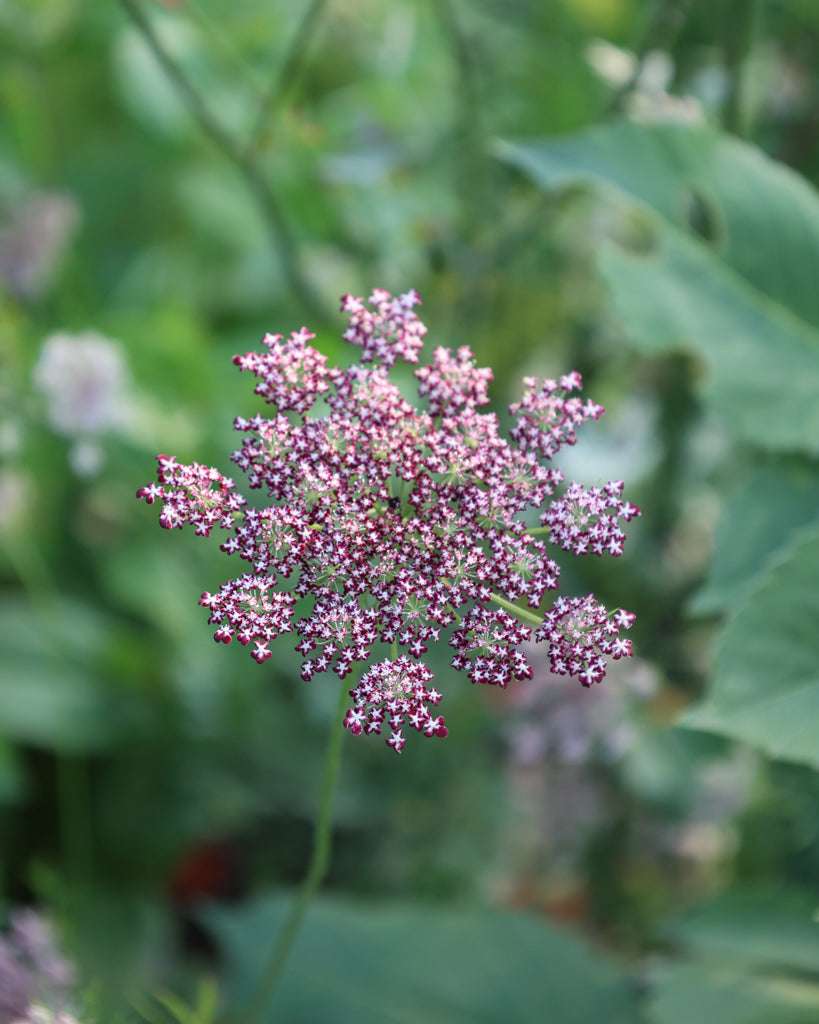 Blühende Wilde Möhre 'Daucus carota Dara' mit zarten, rosa bis lila Blüten, umgeben von verschwommenem, grünem Laub.