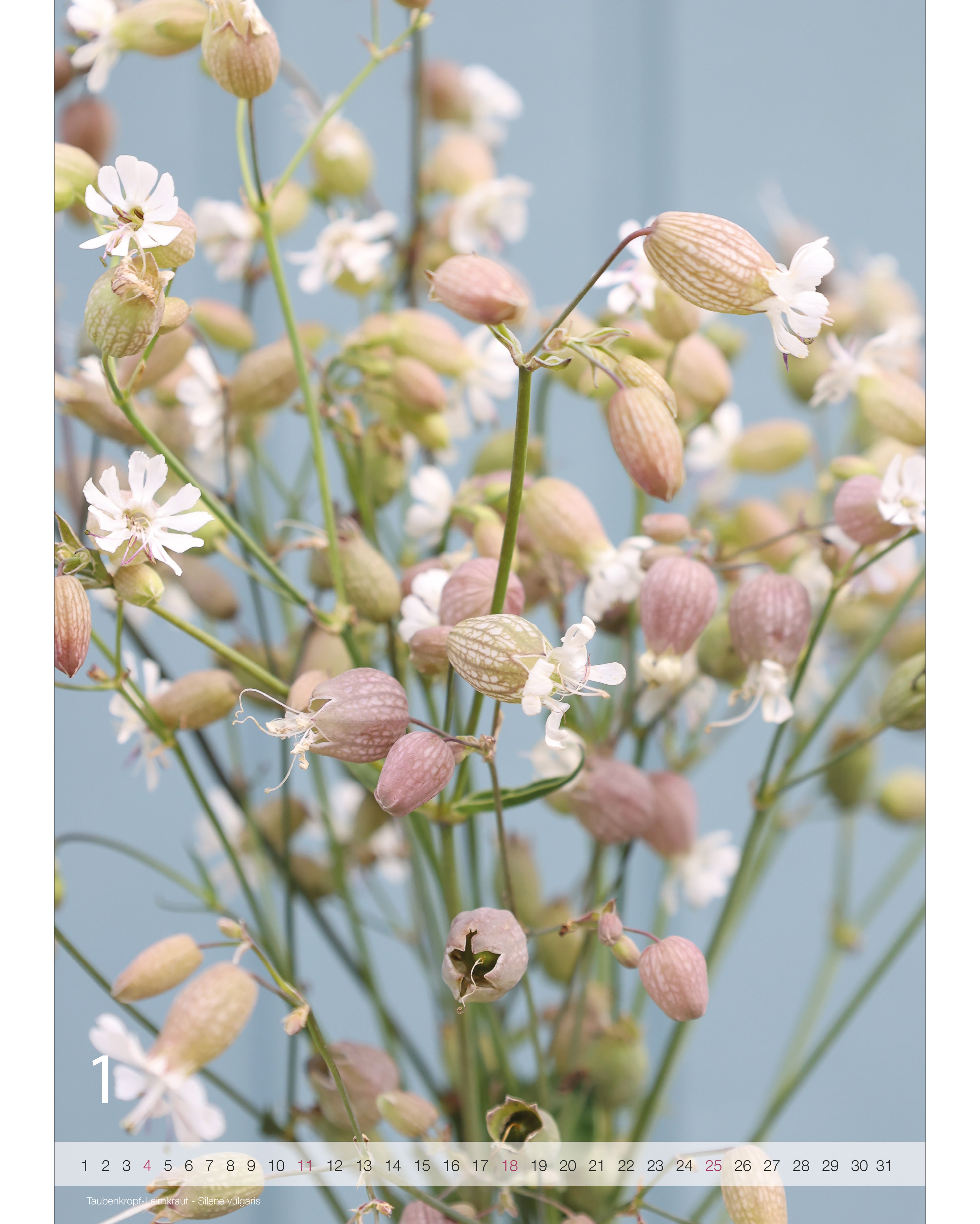 Kalender A2 Flowers 2026 – Januarseite mit stimmungsvoller Blumenfotografie vom Taubenkopf Leimkraut und Nummernstrahl als Kalendarium.