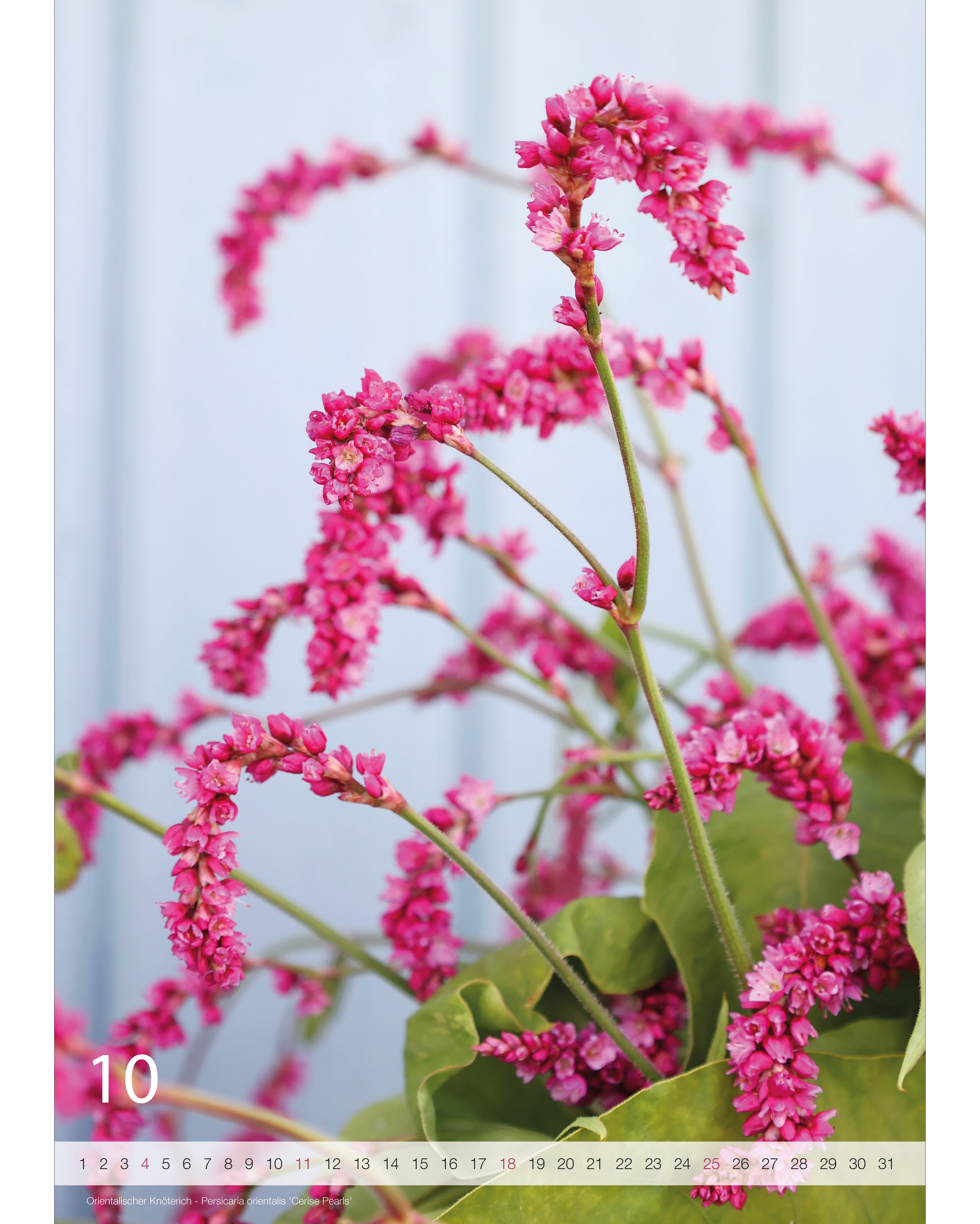 Kalender A2 Flowers 2026 – Oktoberseite mit stimmungsvoller Blumenfotografie vom Orientalischen Knöterich und Nummernstrahl als Kalendarium.