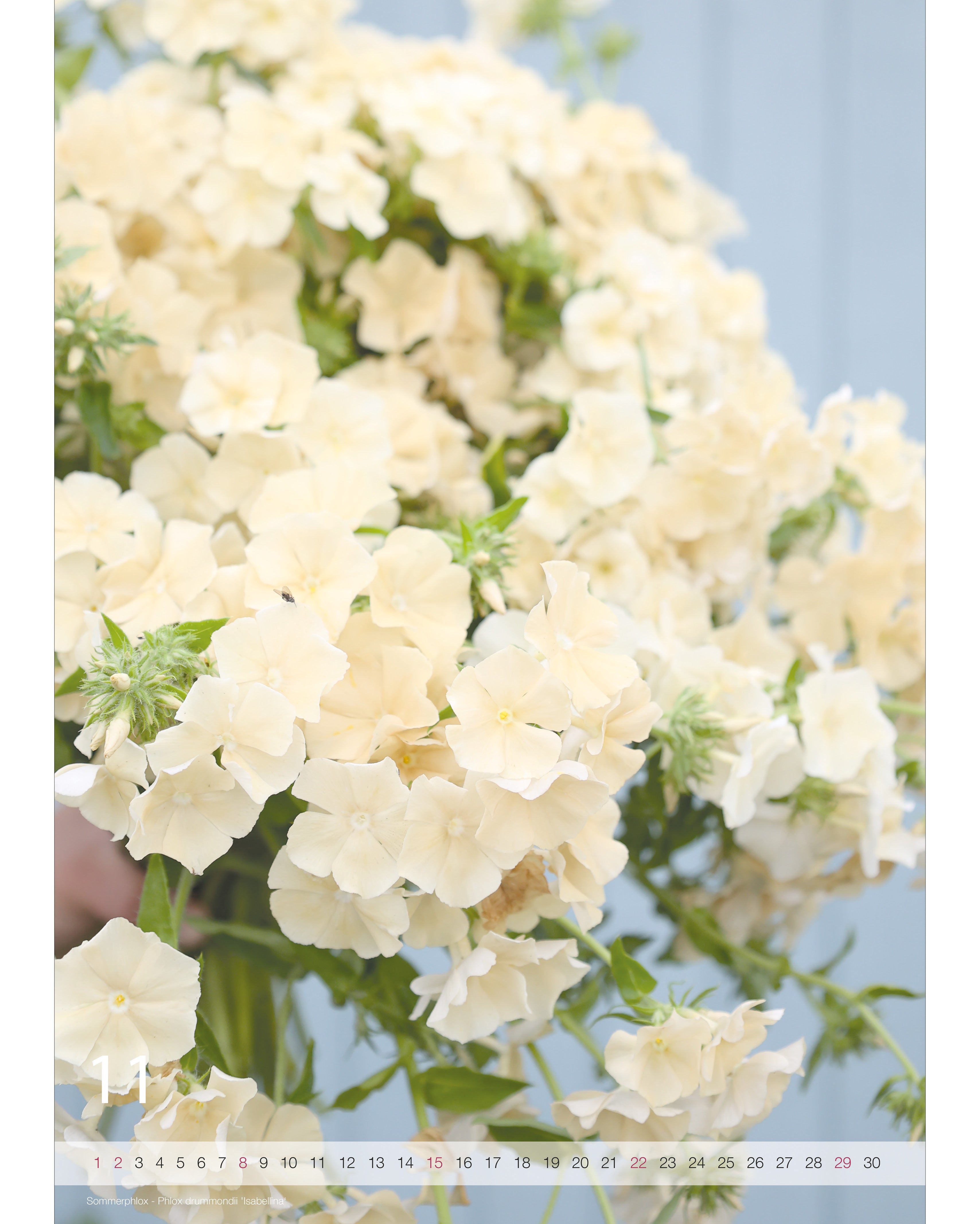 Kalender A2 Flowers 2026 – Novemberseite mit stimmungsvoller Blumenfotografie vom Sommerphlox Isabellina und Nummernstrahl als Kalendarium.