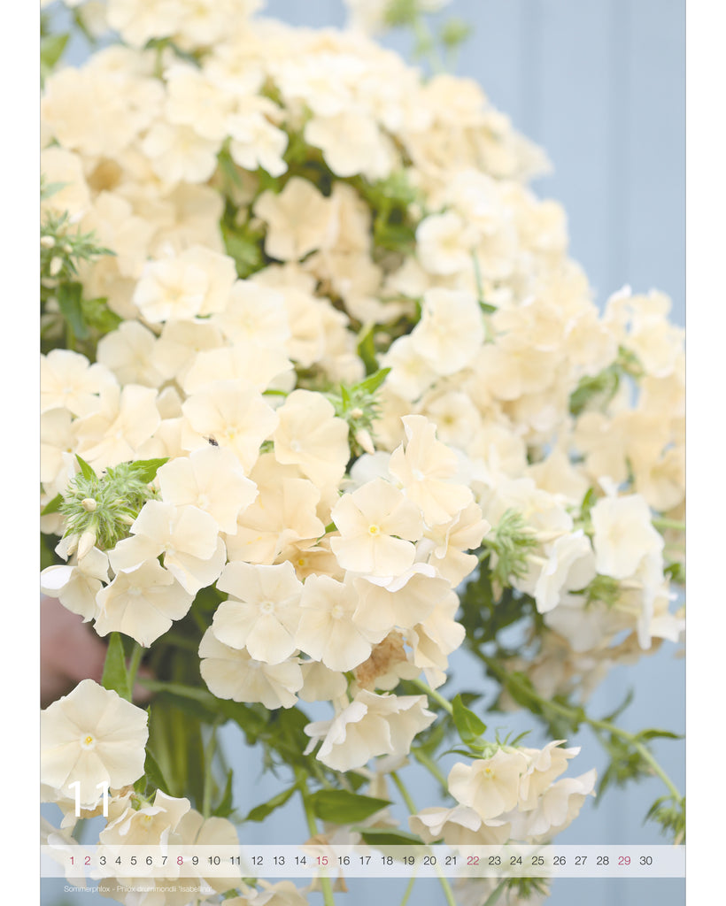 Kalender A2 Flowers 2026 – Novemberseite mit stimmungsvoller Blumenfotografie vom Sommerphlox Isabellina und Nummernstrahl als Kalendarium.