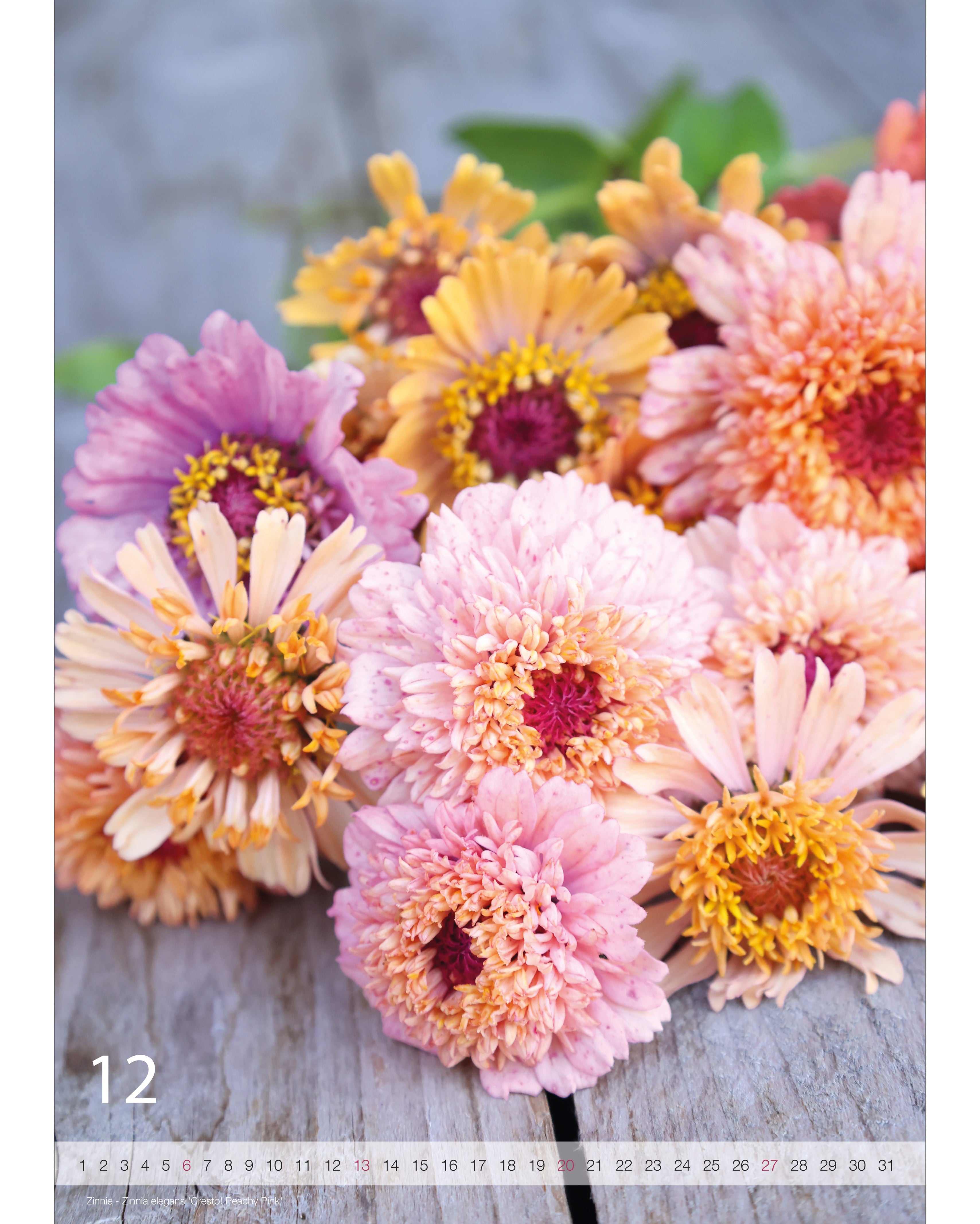 Kalender A2 Flowers 2026 – Dezemberseite mit stimmungsvoller Blumenfotografie von der Zinnie Cresto Peachy Pink und Nummernstrahl als Kalendarium.