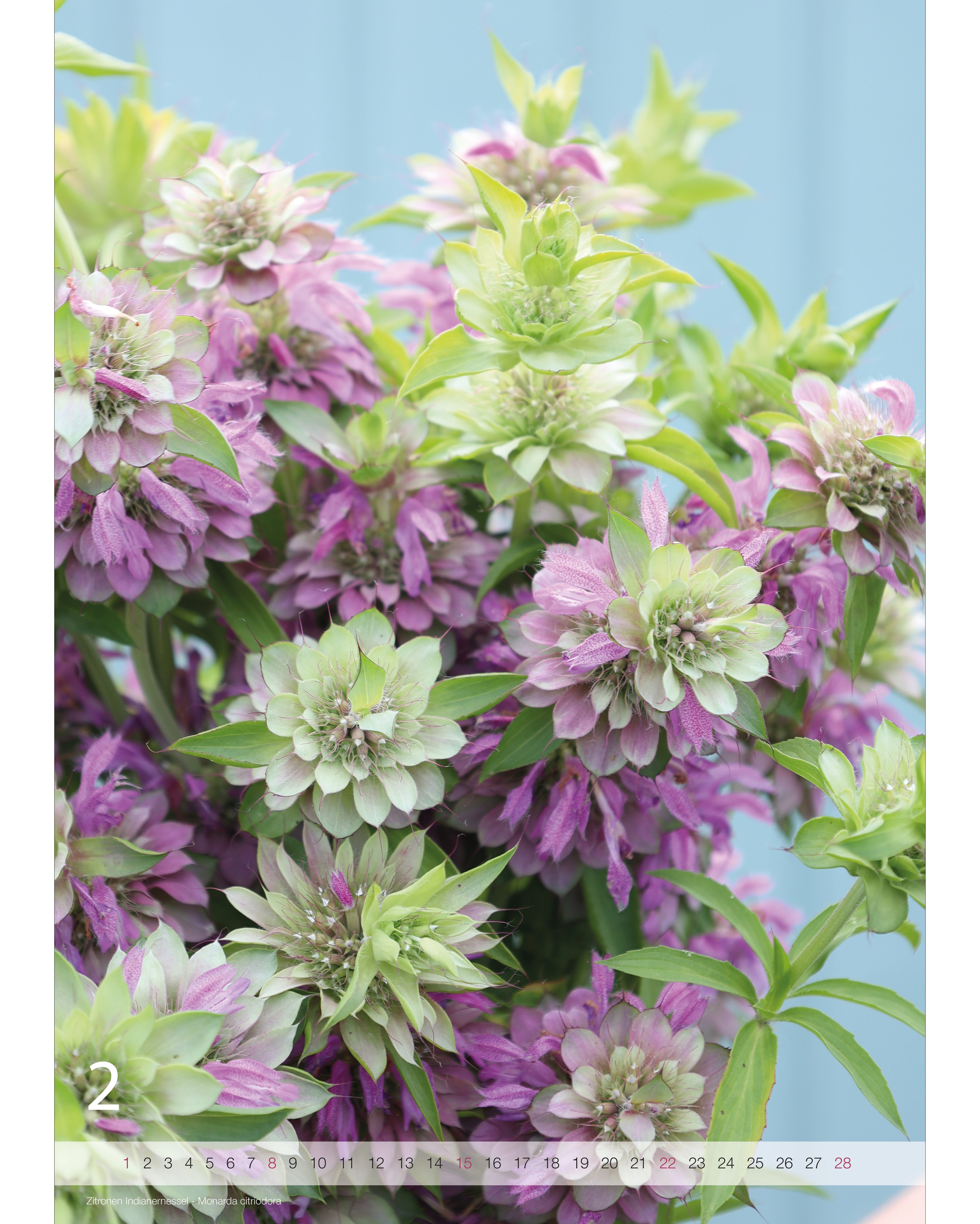 Kalender A2 Flowers 2026 – Februarseite mit stimmungsvoller Blumenfotografie von der Zitronen Indianernessel und Nummernstrahl als Kalendarium.