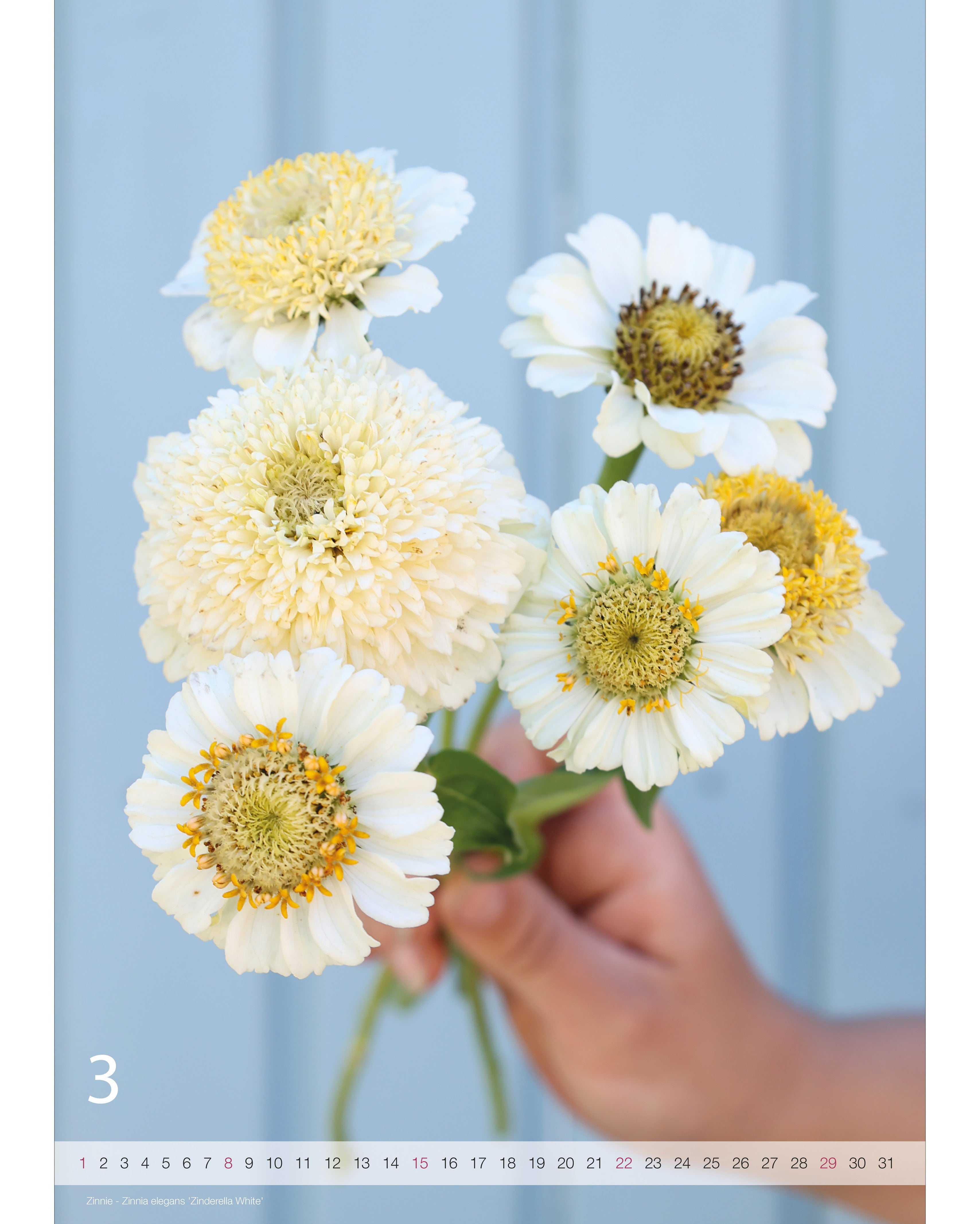 Kalender A2 Flowers 2026 – Märzseite mit stimmungsvoller Blumenfotografie von der Zinnie Zinderella White und Nummernstrahl als Kalendarium.