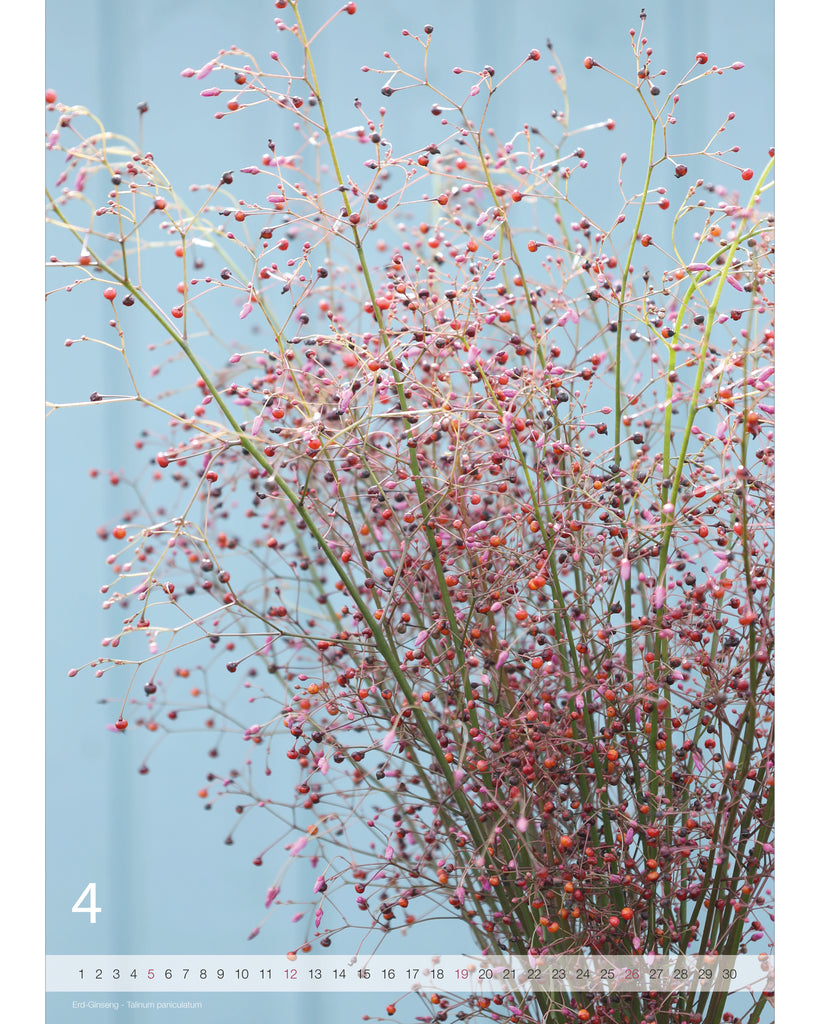 Kalender A2 Flowers 2026 – Aprilseite mit stimmungsvoller Blumenfotografie vom Erd-Ginseng und Nummernstrahl als Kalendarium.