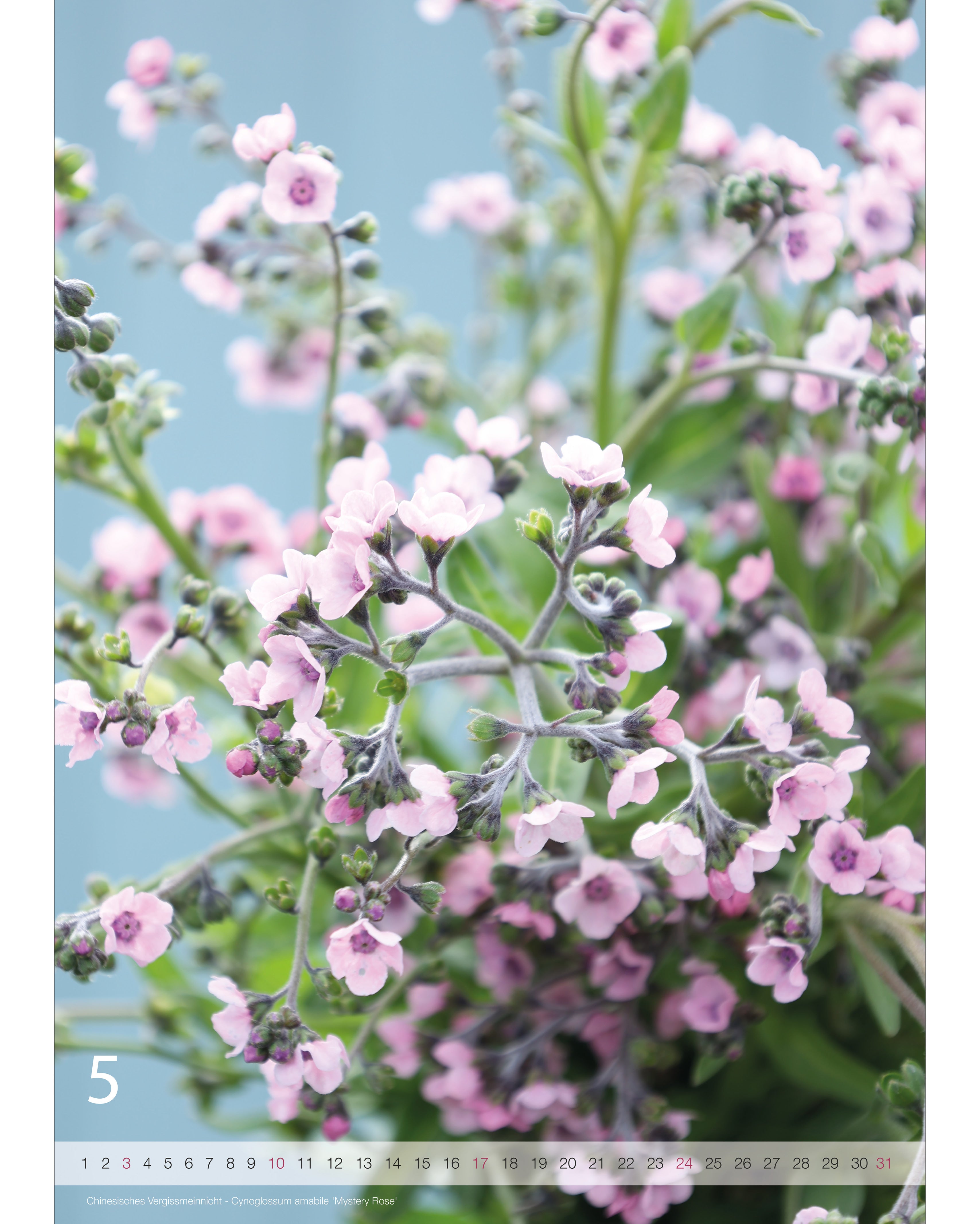 Kalender A2 Flowers 2026 – Maiseite mit stimmungsvoller Blumenfotografie vom Chinesischen Vergissmeinnicht und Nummernstrahl als Kalendarium.