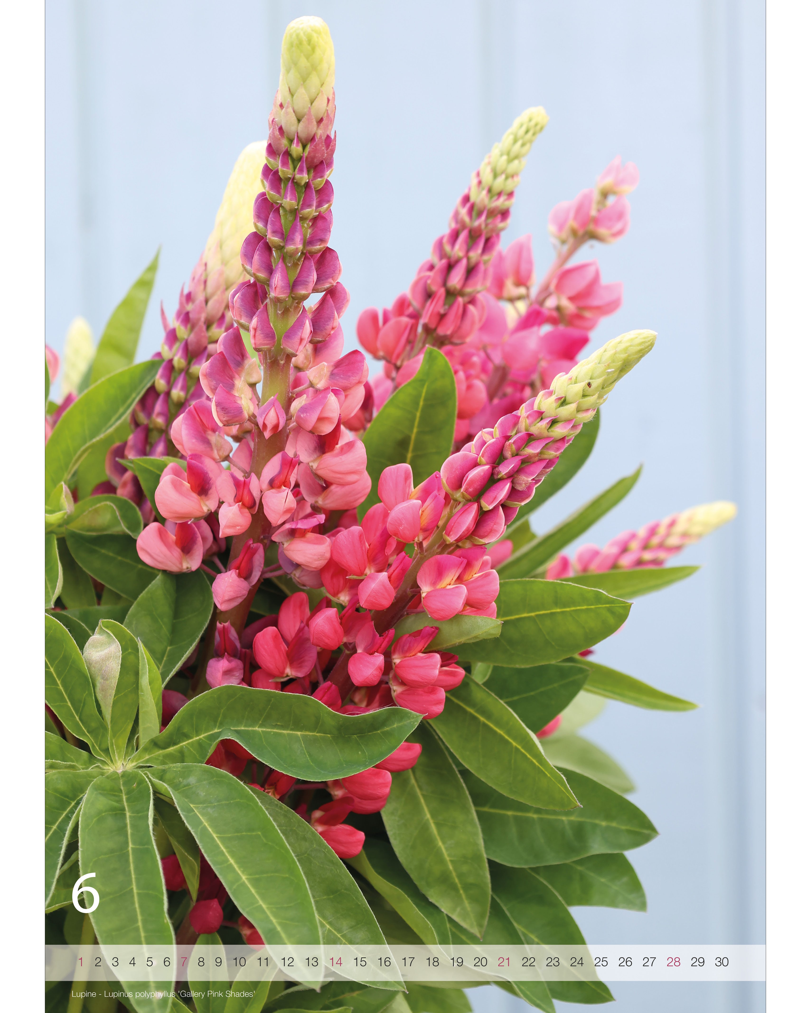 Kalender A2 Flowers 2026 – Juniseite mit stimmungsvoller Blumenfotografie von der Lupine Gallery Pink Shades und Nummernstrahl als Kalendarium.