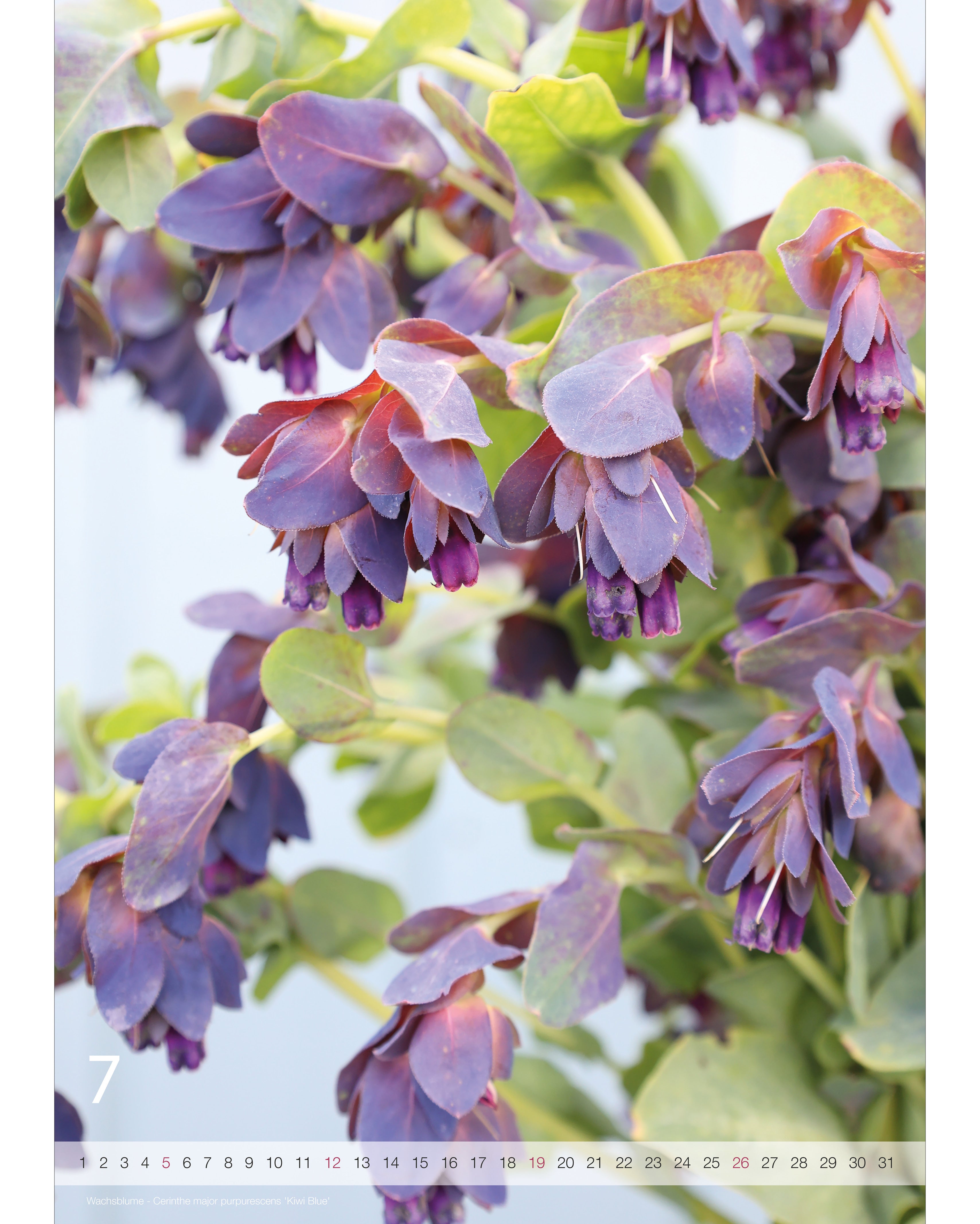 Kalender A2 Flowers 2026 – Juliseite mit stimmungsvoller Blumenfotografie von der Wachsblume Kiwi Blue und Nummernstrahl als Kalendarium.