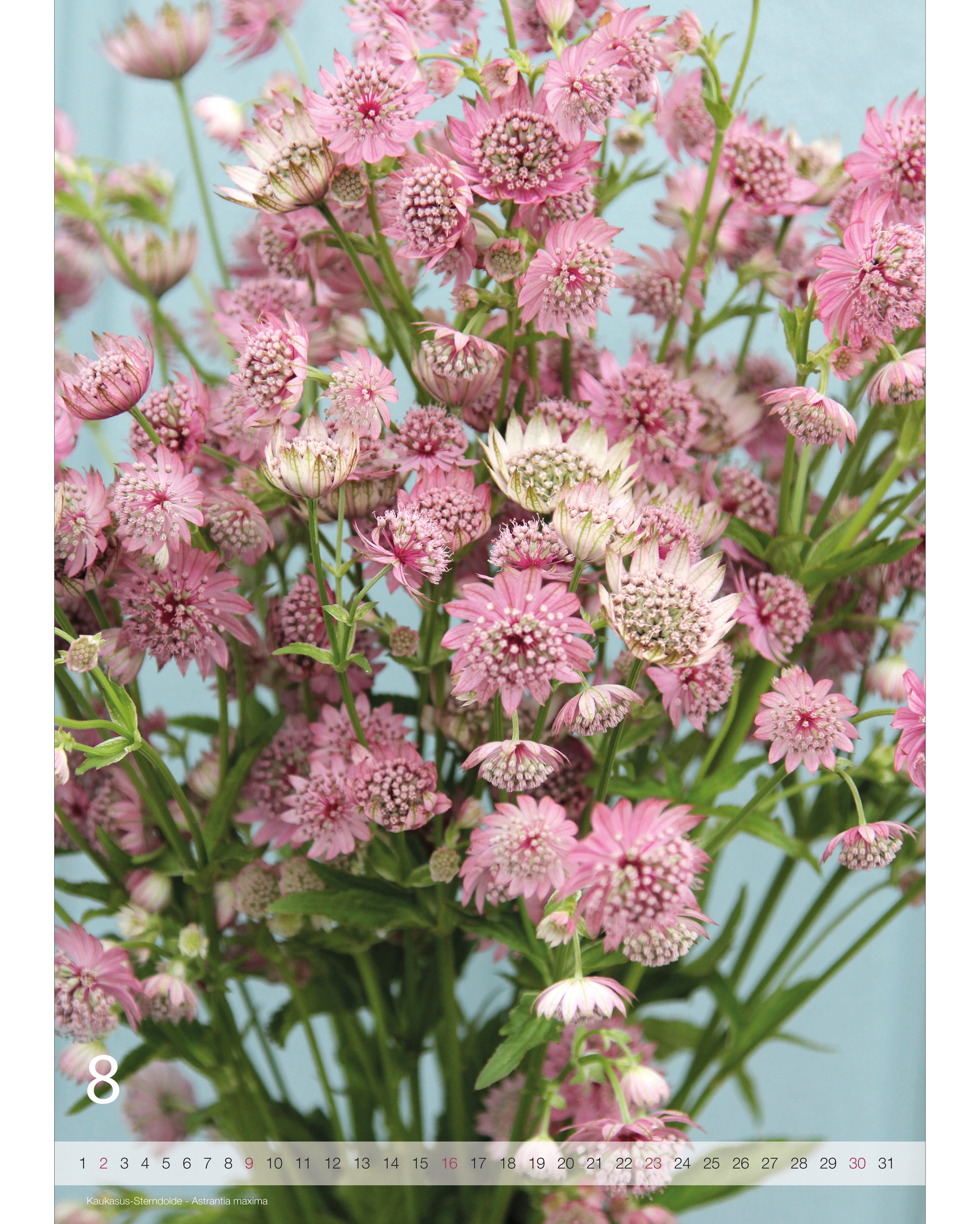 Kalender A2 Flowers 2026 – Augustseite mit stimmungsvoller Blumenfotografie von der Kaukasus-Sterndolde und Nummernstrahl als Kalendarium.