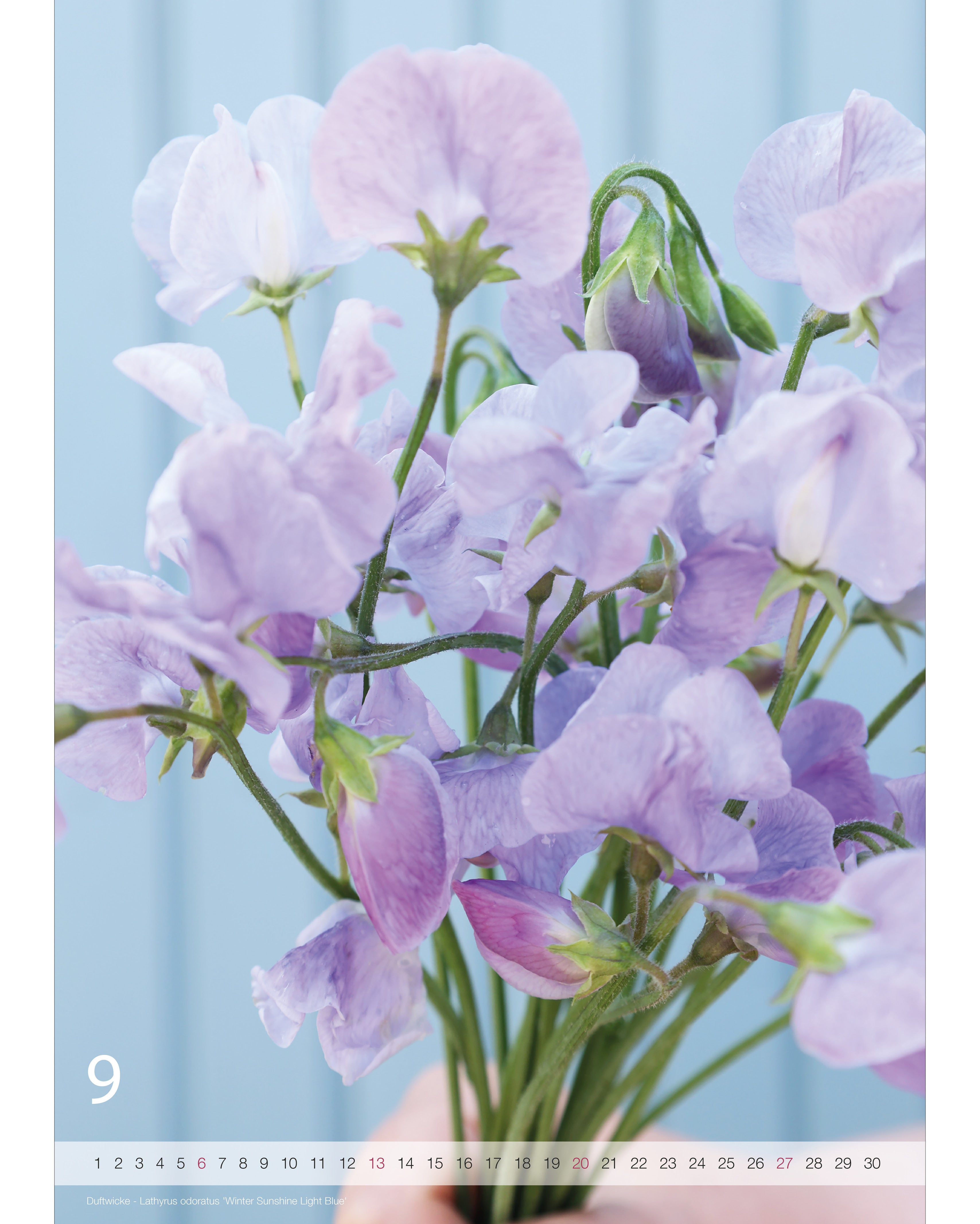 Kalender A2 Flowers 2026 – Septemberseite mit stimmungsvoller Blumenfotografie von der Duftwicke Winter Sunshine Light Blue und Nummernstrahl als Kalendarium.
