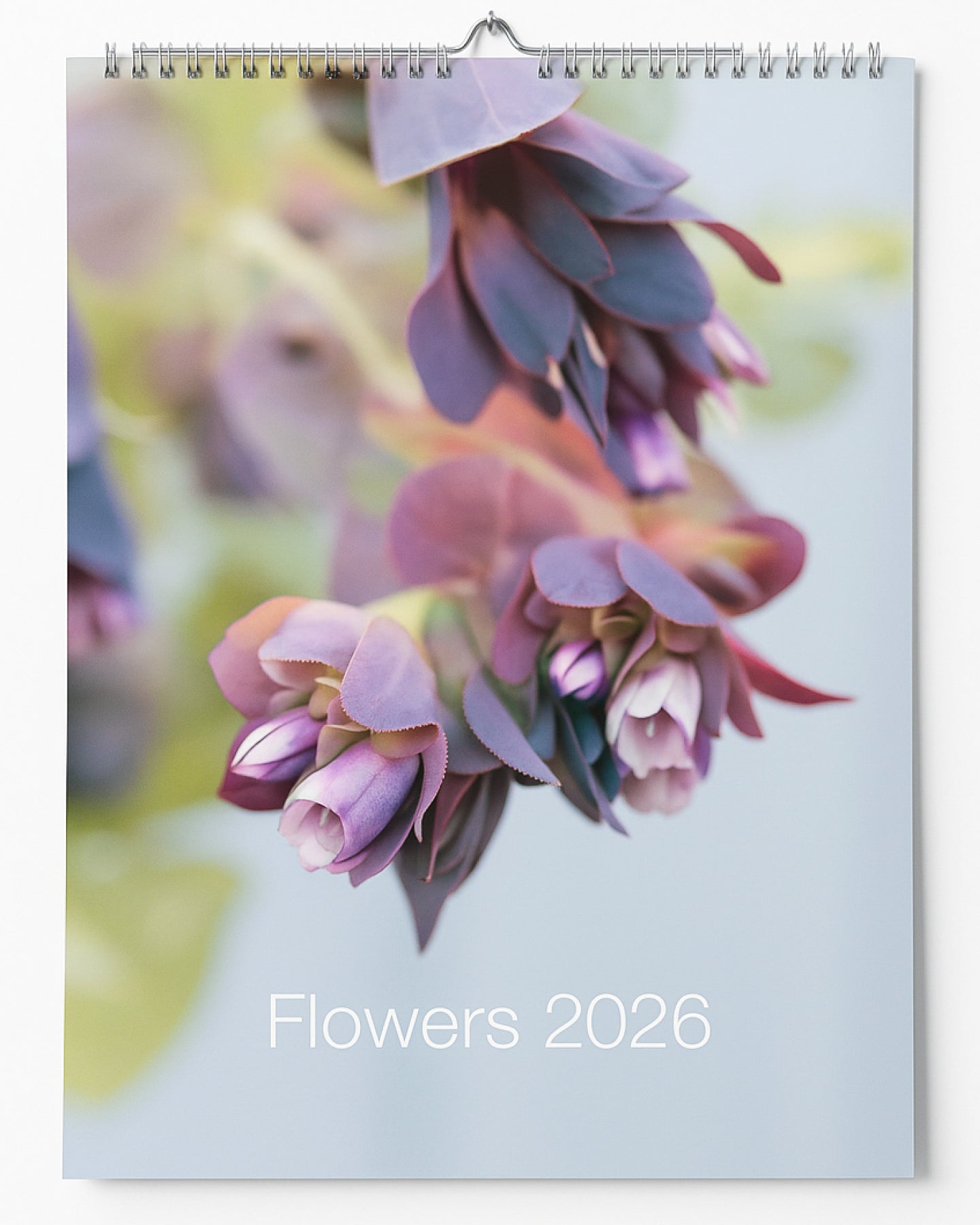 Detailansicht des A2 Kalenders Flowers 2026 – Blumenfotografie von Wachsblume Kiwi Blue 