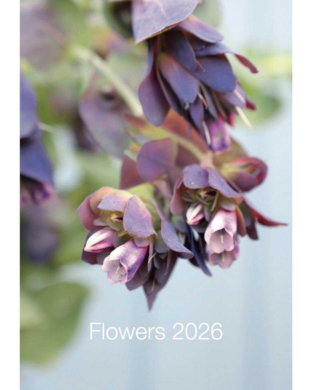 Deckblatt des A2 Kalenders Flowers 2026 – Blumenfotografie von Wachsblume Kiwi Blue.