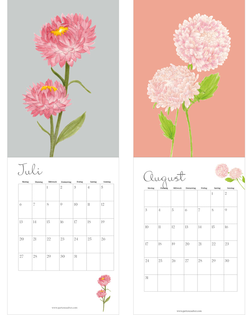 Blumenkalender 2026 von Gartenzauber: Juli mit rosa Strohblumen, August mit pastellrosa Astern. Unter den Illustrationen jeweils das Monatskalendarium mit Wochentagen von Montag bis Sonntag.