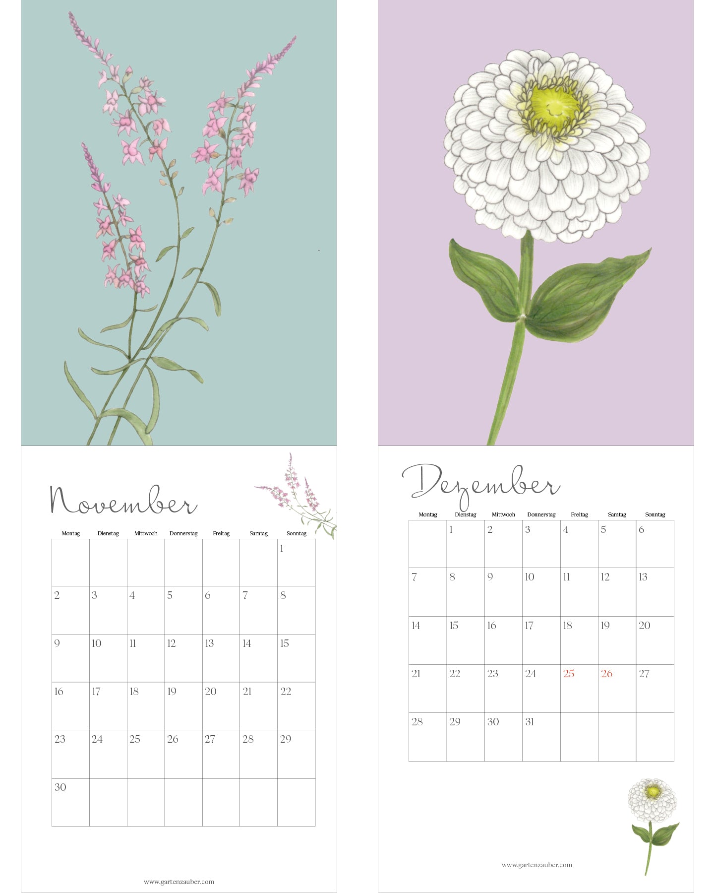 Blumenkalender 2026 von Gartenzauber: November mit rosa Heidekraut, Dezember mit einer weißen Zinnie. Unter den Illustrationen jeweils das Monatskalendarium mit Wochentagen von Montag bis Sonntag.