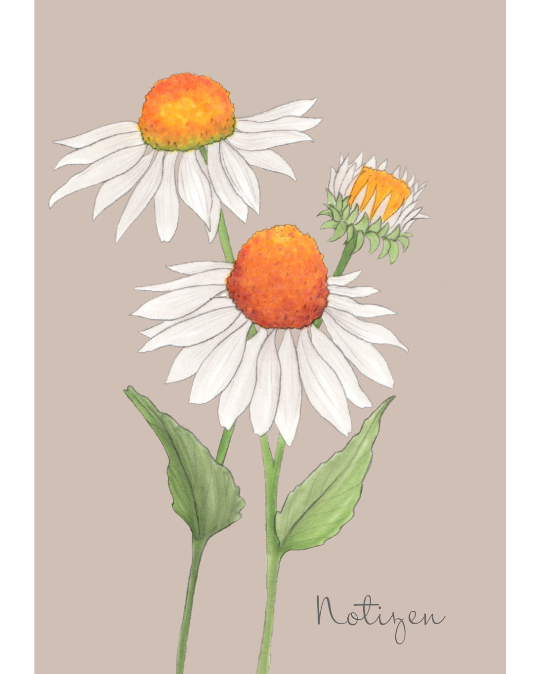 Notizheft A5 mit handgezeichnetem Weißen Sonnenhut – Gartenzauber Papeterie.