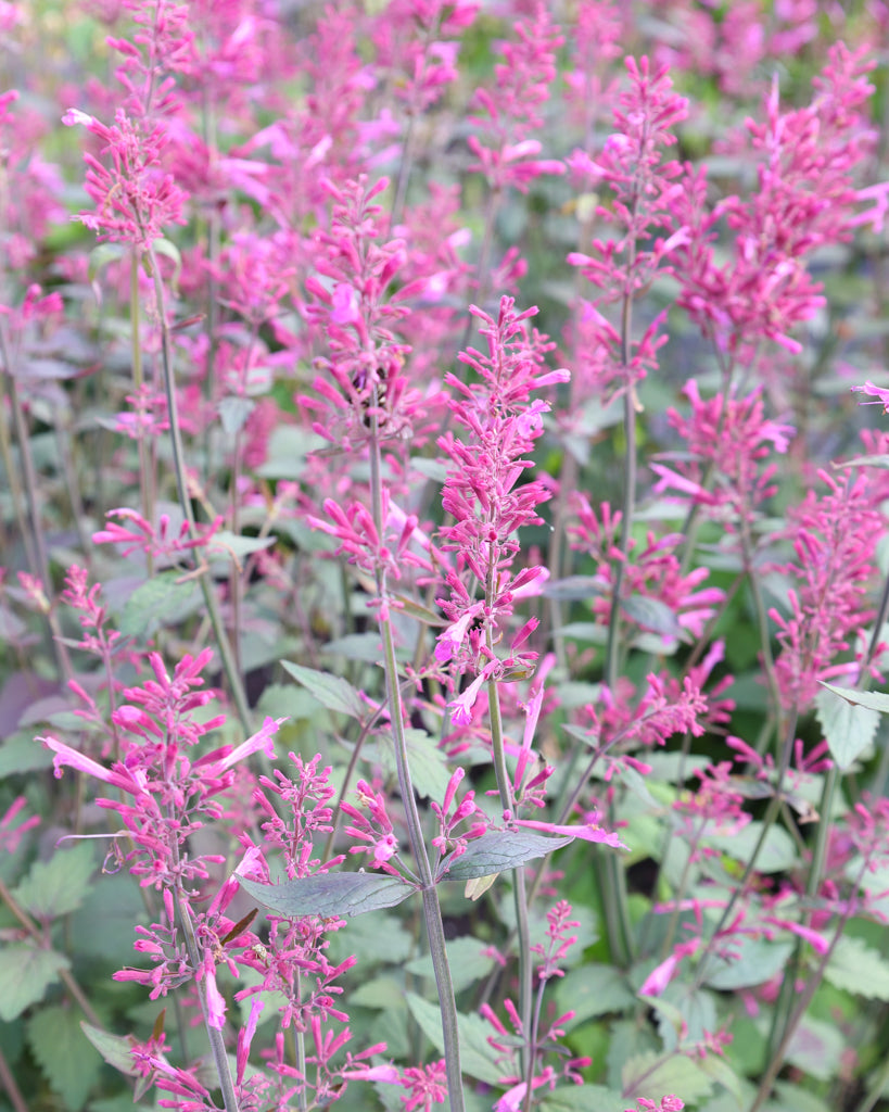 Mehrere leuchtend rosa bis pinke Blütenrispen der Mexikanischen Duftnessel (Agastache ‘Zuni’) blühend im Gartenbeet.
