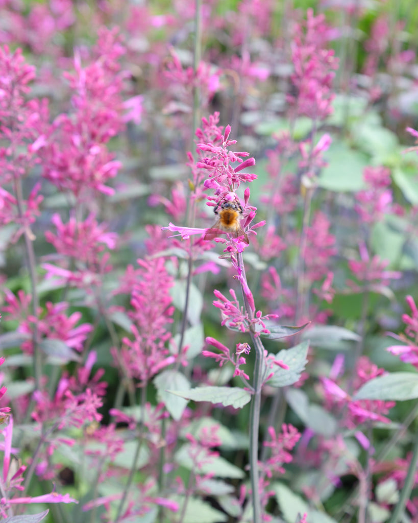 Nahaufnahme einer leuchtend violetten Blütenrispe der Mexikanischen Duftnessel (Agastache ‘Zuni’) auf der eine Hummel sitzt.
