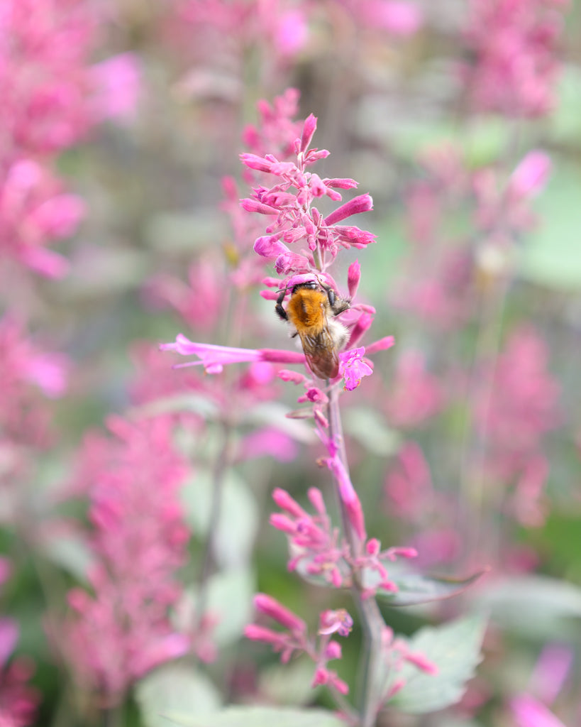 Nahaufnahme einer leuchtend violetten Blütenrispe der Mexikanischen Duftnessel (Agastache ‘Zuni’) auf der eine Hummel sitzt.
