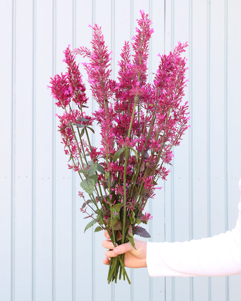 Mehrere leuchtend violette Blütenrispen der Mexikanischen Duftnessel (Agastache ‘Zuni’) blühend als Strauß gehalten.