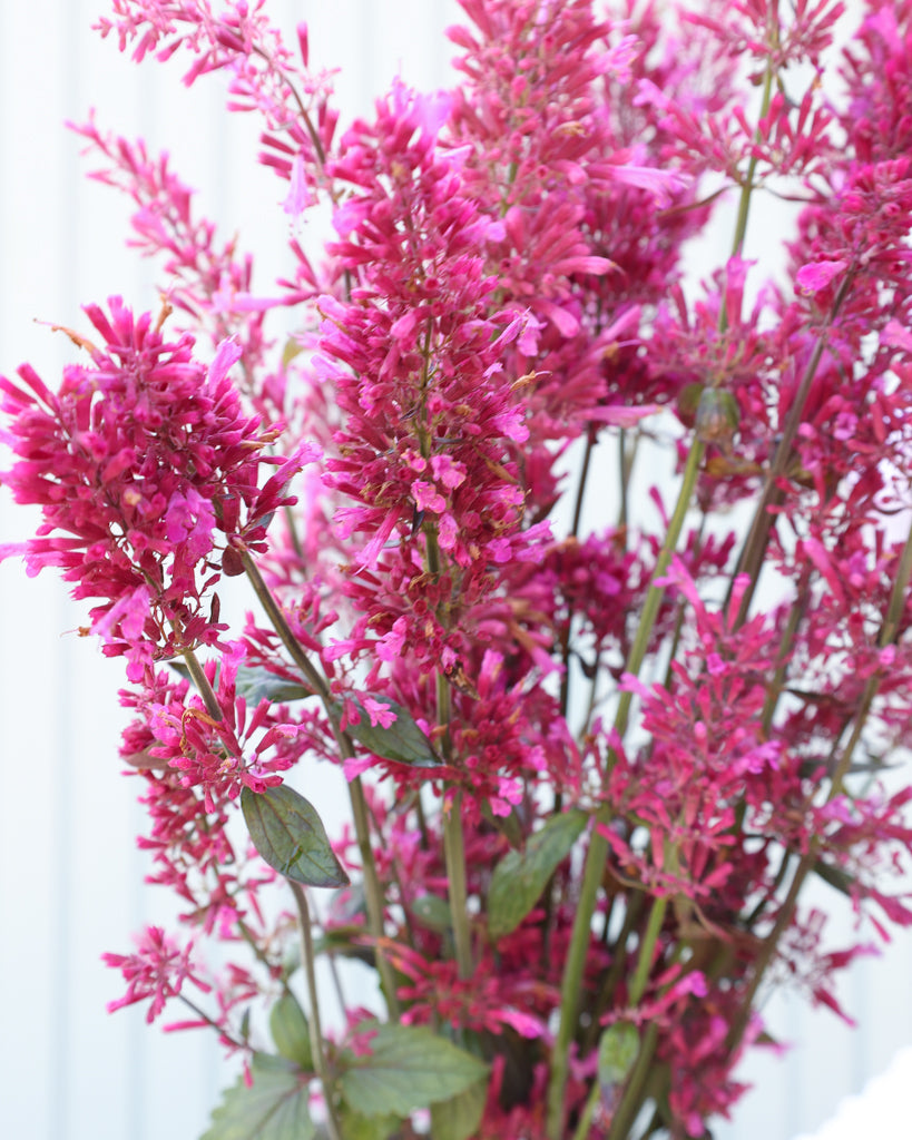 Mehrere leuchtend violette Blütenrispen der Mexikanischen Duftnessel (Agastache ‘Zuni’) blühend als Strauß gehalten.
