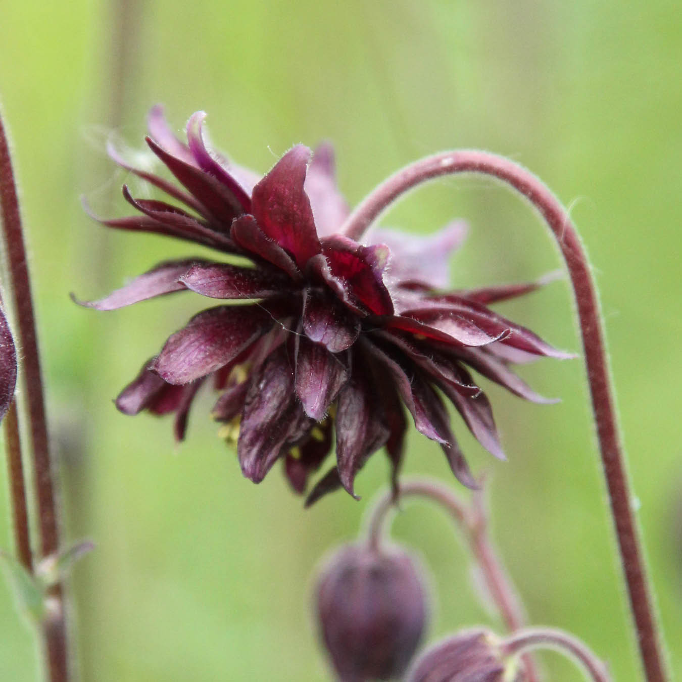 Blume Akelei - Aquilegia vulgaris 'Black Barlow' aus der Gartenzauber-Saatgutserie