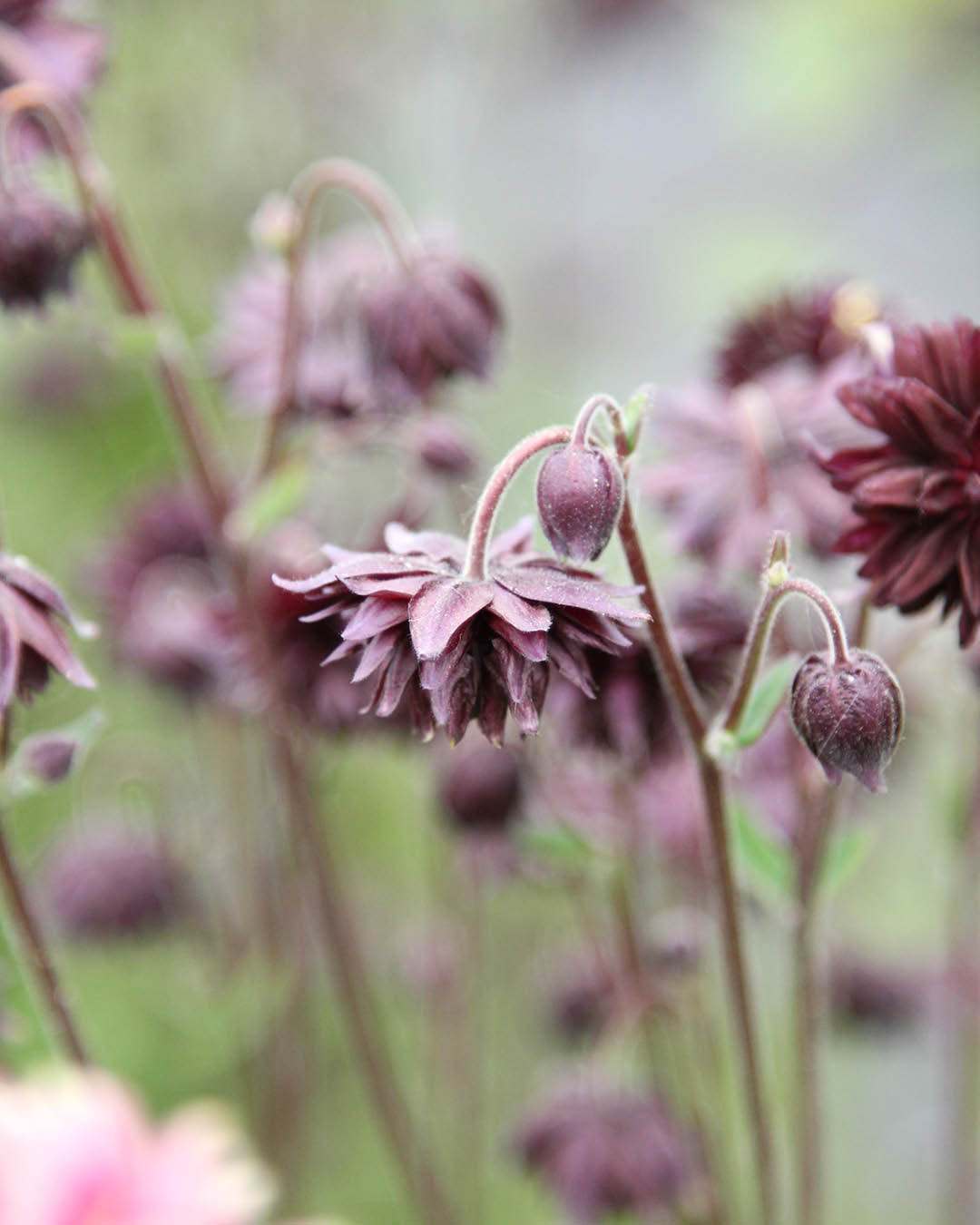 Blume Akelei - Aquilegia vulgaris 'Black Barlow' aus der Gartenzauber-Saatgutserie