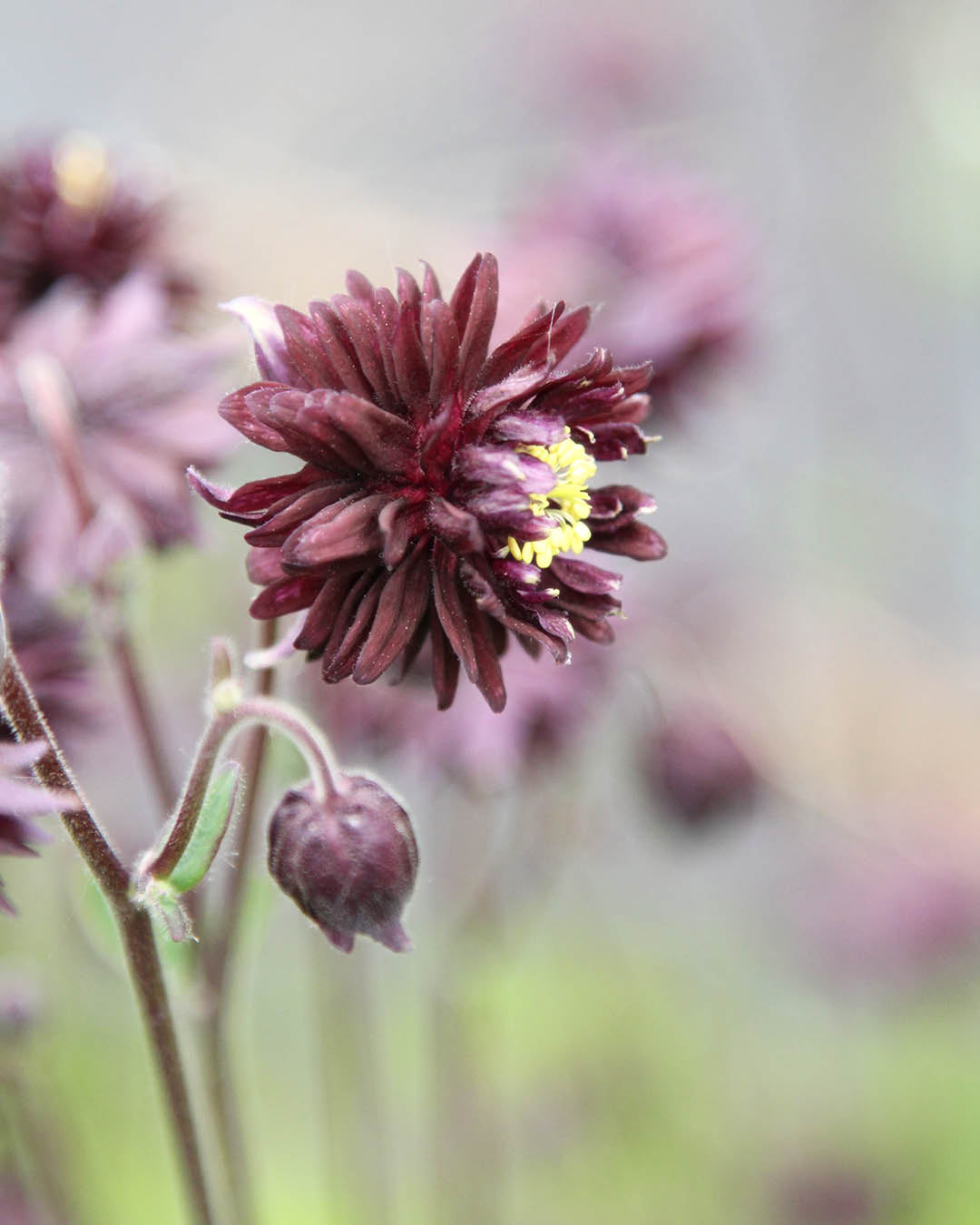 Blume Akelei - Aquilegia vulgaris 'Black Barlow' aus der Gartenzauber-Saatgutserie