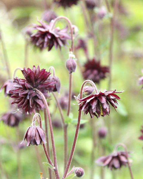 Akelei - 'Black Akelei 'Black Barlow' Saatgut – Staude & Blumensamen