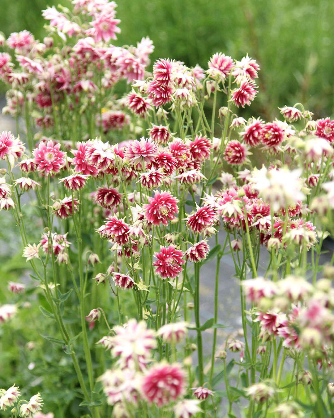 Akelei · 'Nora Barlow' · Aquilegia vulgaris · Saatgut von Gartenzauber