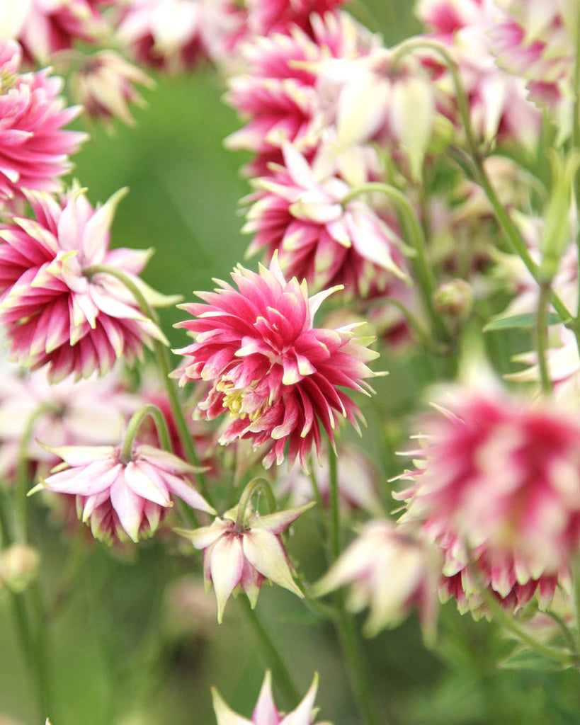 Akelei - Aquilegia vulgaris 'Nora Barlow'