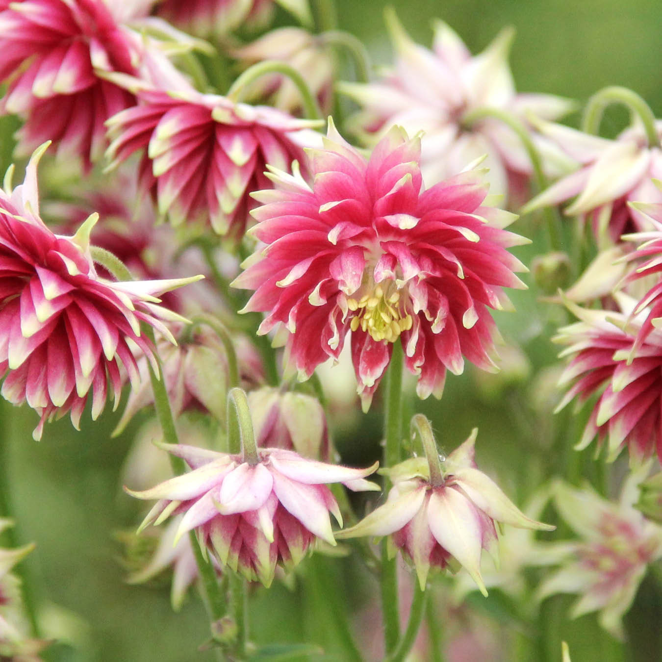 Akelei · 'Nora Barlow' · Aquilegia vulgaris · Saatgut von Gartenzauber