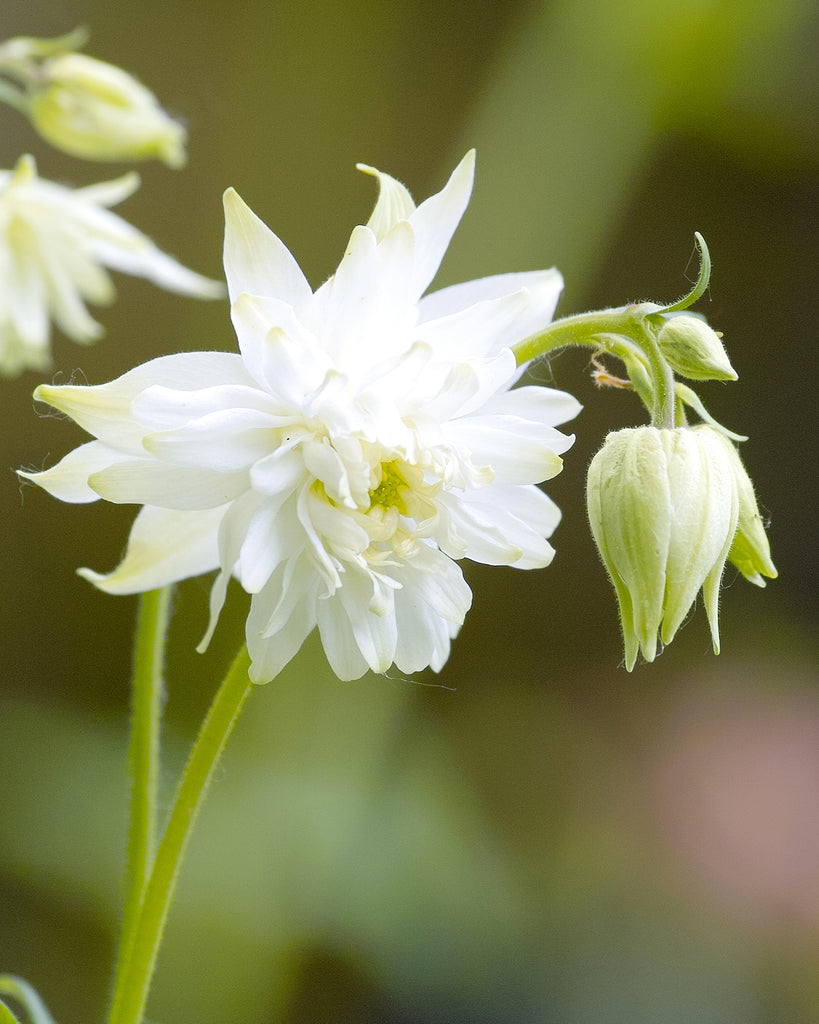 Bluehende Pflanze Akelei - Aquilegia vulgaris ‘White Barlow‘ aus der Gartenzauber-Saatgutserie